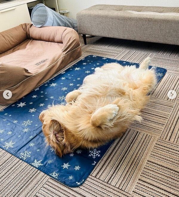 “ヘソ天”で眠るコメちゃん