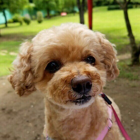 愛犬の寿命を延ばすためにできる3つのヒケツとは？ いぬのきもち