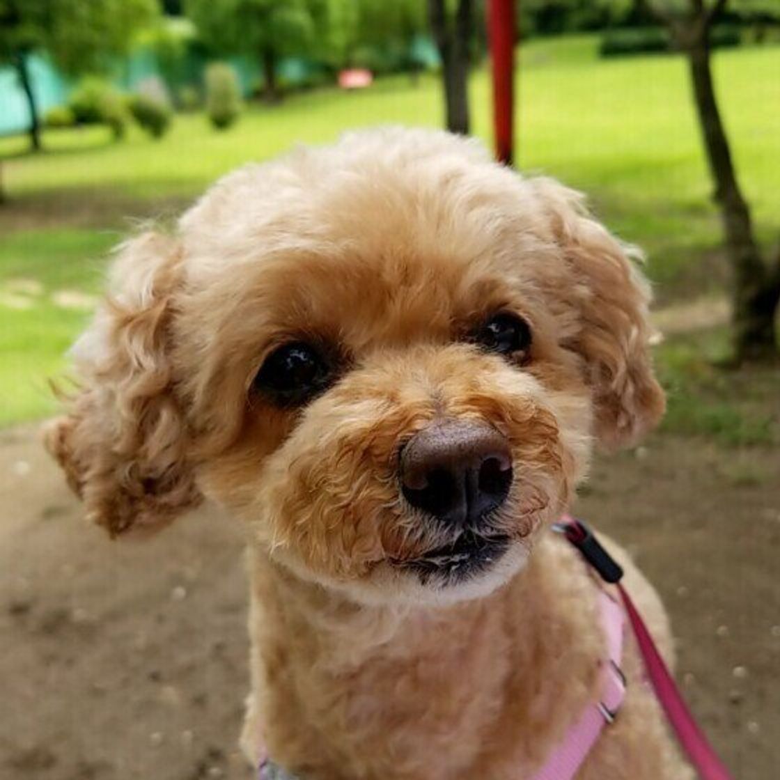 愛犬の寿命を延ばすためにできる3つのヒケツ 犬の平均寿命は いぬのきもちweb Magazine 愛犬の寿命を延ばすためにできる3つのヒケツ 犬の平均寿命は いぬのきもちweb Magazine