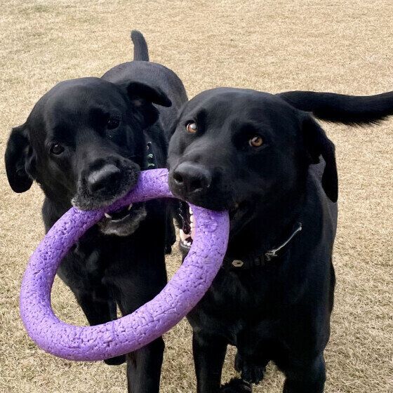 犬の遊び「ワンプロ」をさせる際の注意点 犬同士のケンカとの違いは？ いぬのきもち