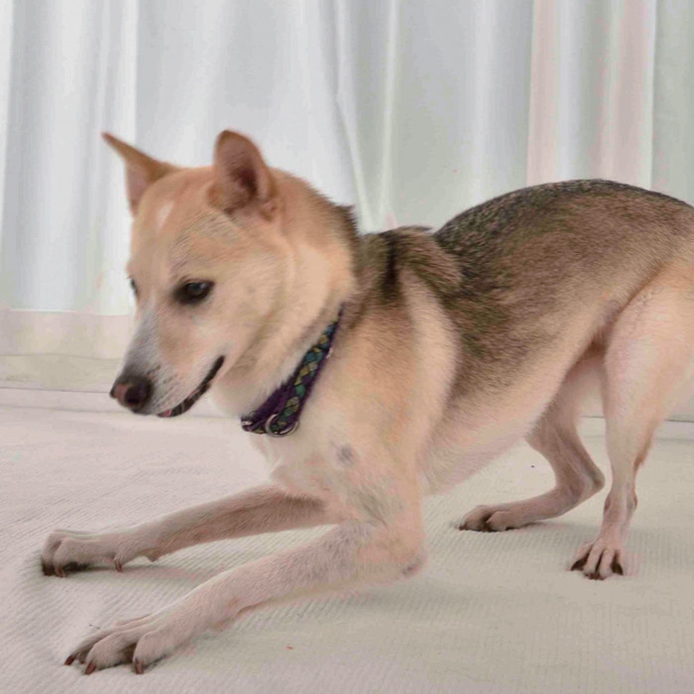 犬のホリホリ お宝探しってホント 一生懸命ホリホリしてる犬の気持ち いぬのきもちweb Magazine 犬のホリホリ お宝探しってホント 一生懸命ホリホリしてる犬の気持ち いぬのきもちweb Magazine
