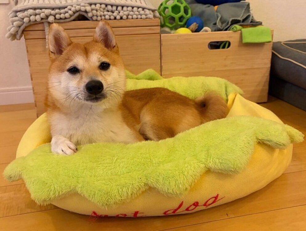 犬用ベッドの上から飼い主さんを見つめるもにくん