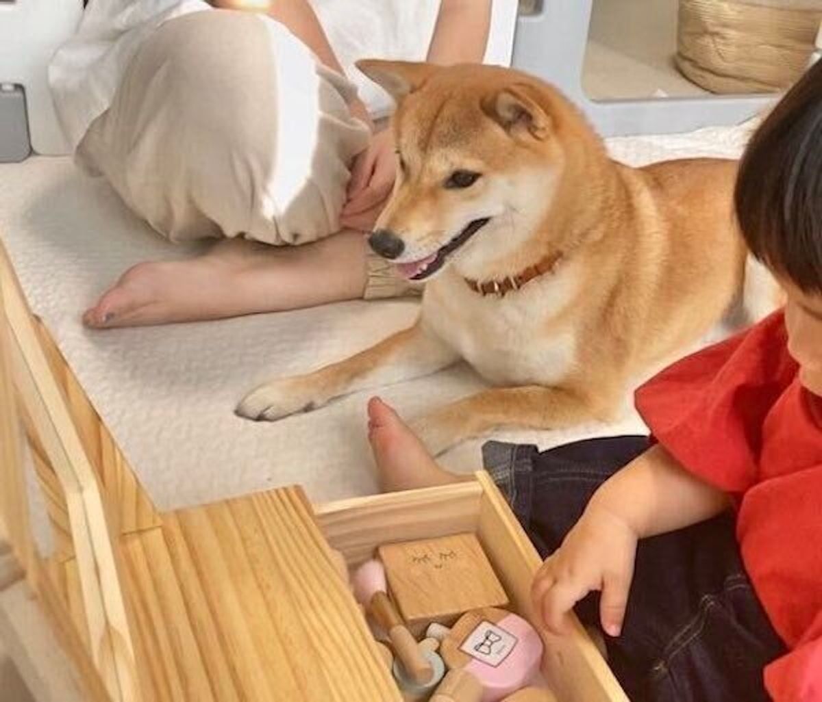 鏡に映る 真の自分の姿 を知ってしまった柴犬 衝撃を受けた表情がすごかった いぬのきもちweb Magazine 鏡に映る 真の自分の姿 を知ってしまった柴犬 衝撃を受けた表情がすごかった いぬのきもちweb Magazine