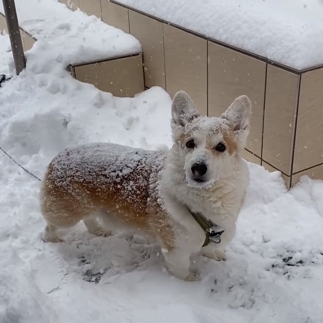 雪まみれのノエちゃん