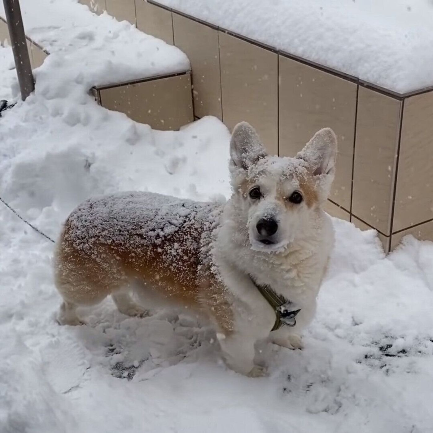 雪だるまになりそう 散歩に夢中になりすぎて ものすごい雪まみれ になるコーギー いぬのきもちweb Magazine 雪だるまになりそう 散歩に夢中になりすぎて ものすごい雪まみれ になるコーギー いぬのきもちweb Magazine