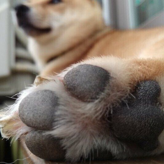 肉球が可愛い柴犬