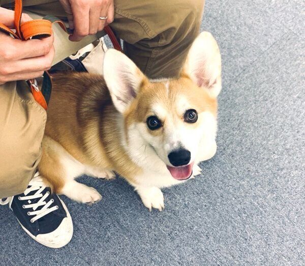 見つめるガブちゃん