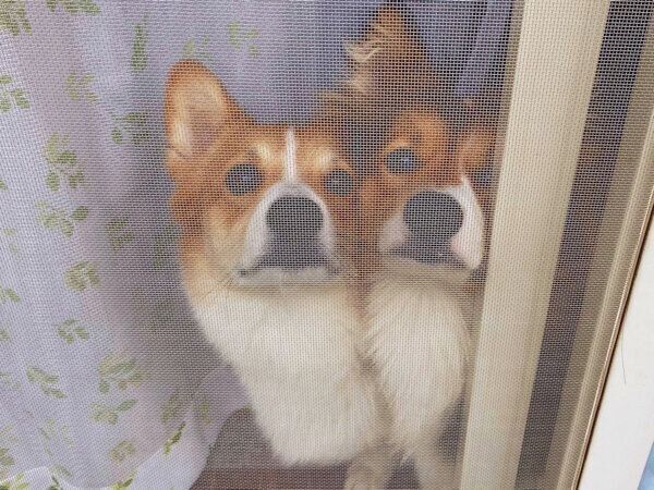 飼い主さんの帰宅を待っているせこむちゃん、うりちゃん