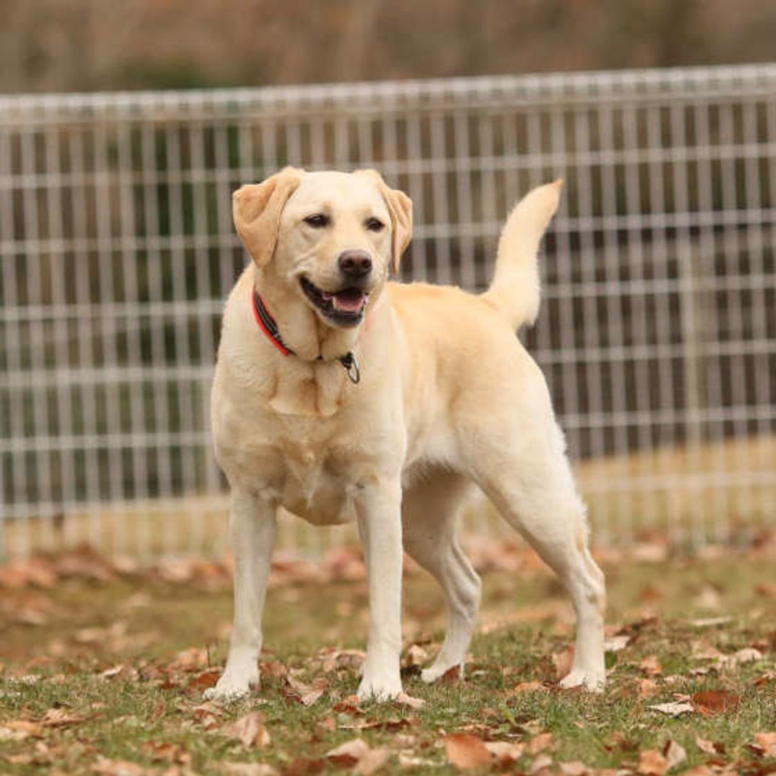 人のように毎月くる 気になるメス犬の 生理 について素朴なギモン いぬのきもちweb Magazine 人のように毎月くる 気になるメス犬の 生理 について素朴なギモン いぬのきもちweb Magazine