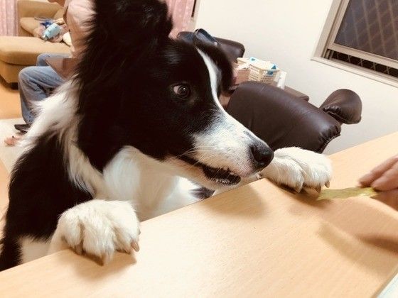 立ち上がるボーダー・コリー