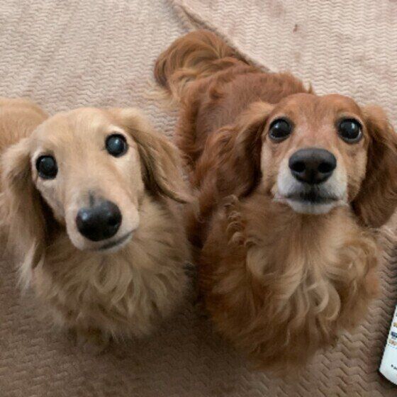 行動の変化でわかる犬の老化のサイン いぬのきもち 