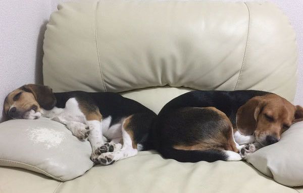 くつろぐビーグル