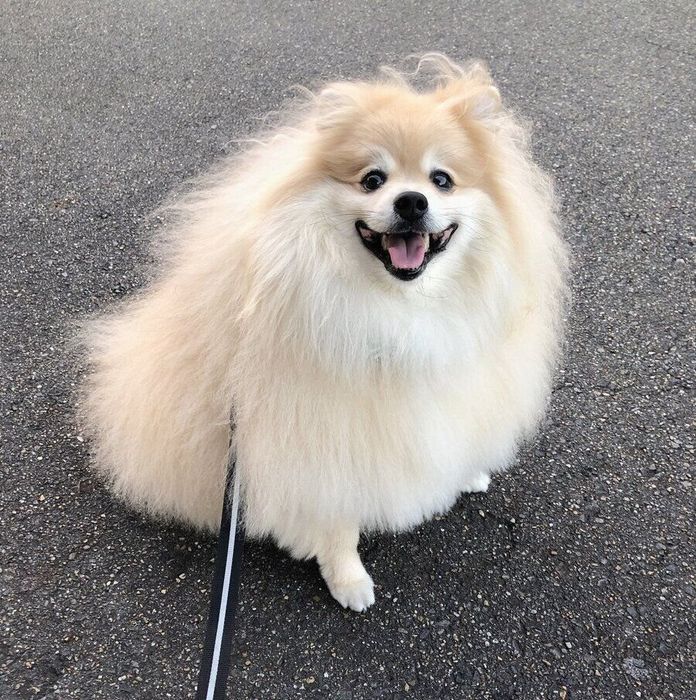 お散歩をするぽめおくん