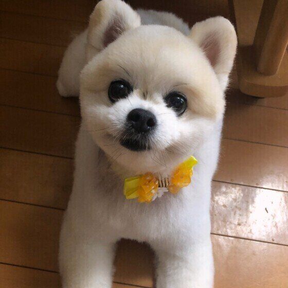 見つめるポメラニアン