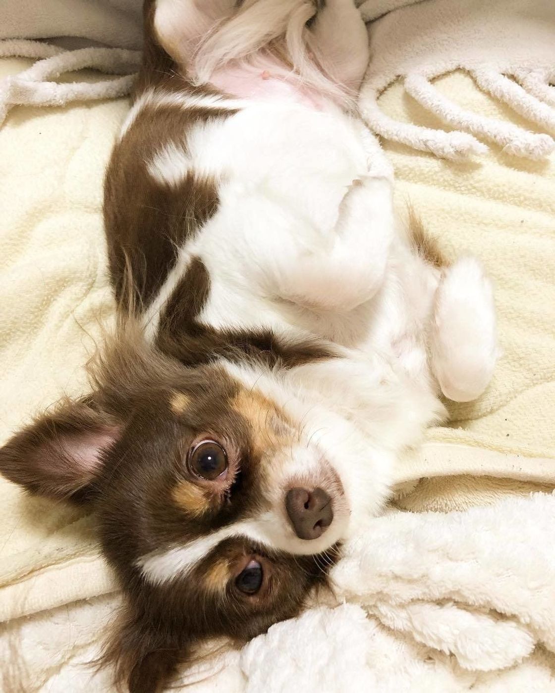 うらめしや 犬が 幽霊ポーズ をするときの心理は 獣医師監修 いぬのきもちweb Magazine うらめしや 犬が 幽霊ポーズ をするときの心理は 獣医師監修 いぬのきもちweb Magazine