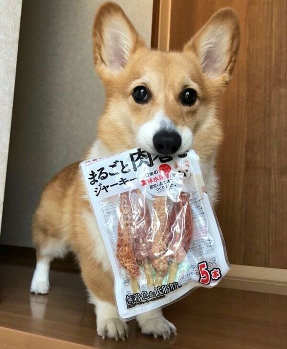 おやつの袋をくわえるベルちゃん