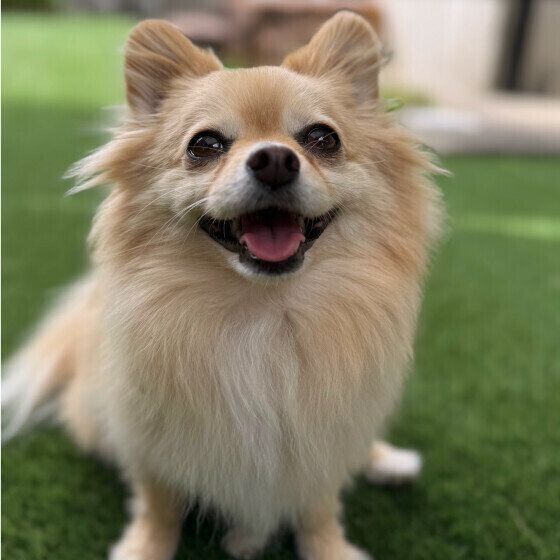 犬が笑っているような表情をするときの気持ちは？ 犬の表情を読み解くコツ いぬのきもち