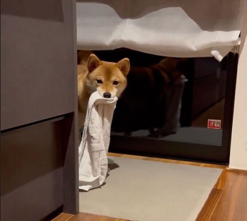 タオルをくわえて見つめるまるちゃん