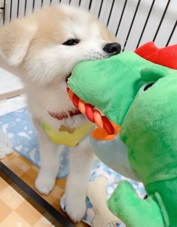 おもちゃで遊ぶしおんくん