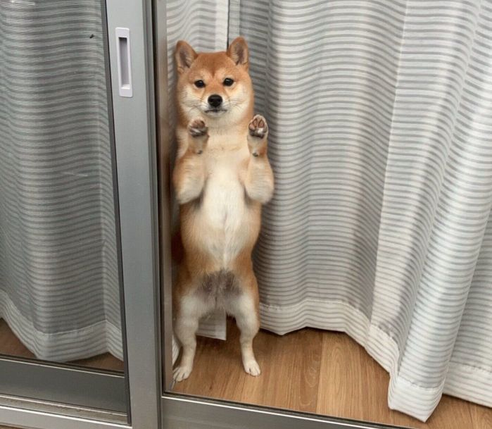 飼い主さんのことを見つめるモコちゃん