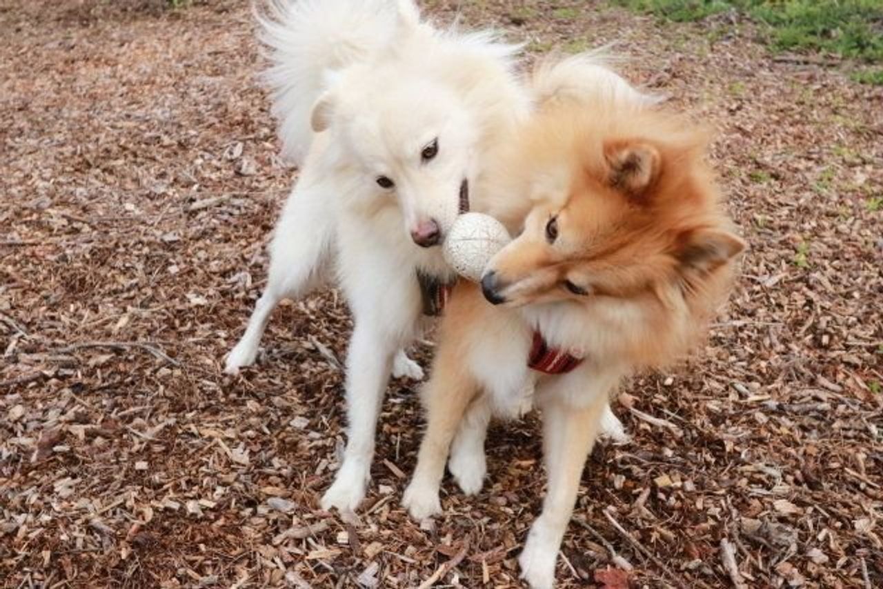 驚くべき福助の記憶力 穴澤賢の犬のはなし いぬのきもちweb Magazine 驚くべき福助の記憶力 穴澤賢の犬のはなし いぬのきもちweb Magazine