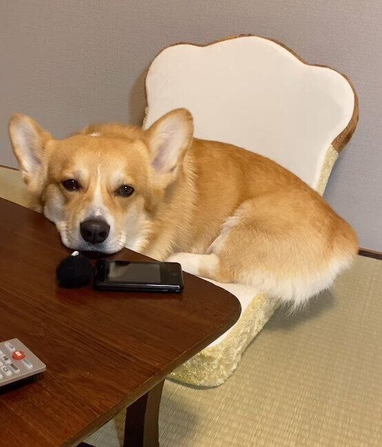 くつろぐジノくん