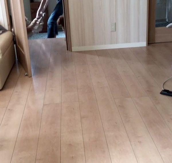 お風呂を拒否する犬