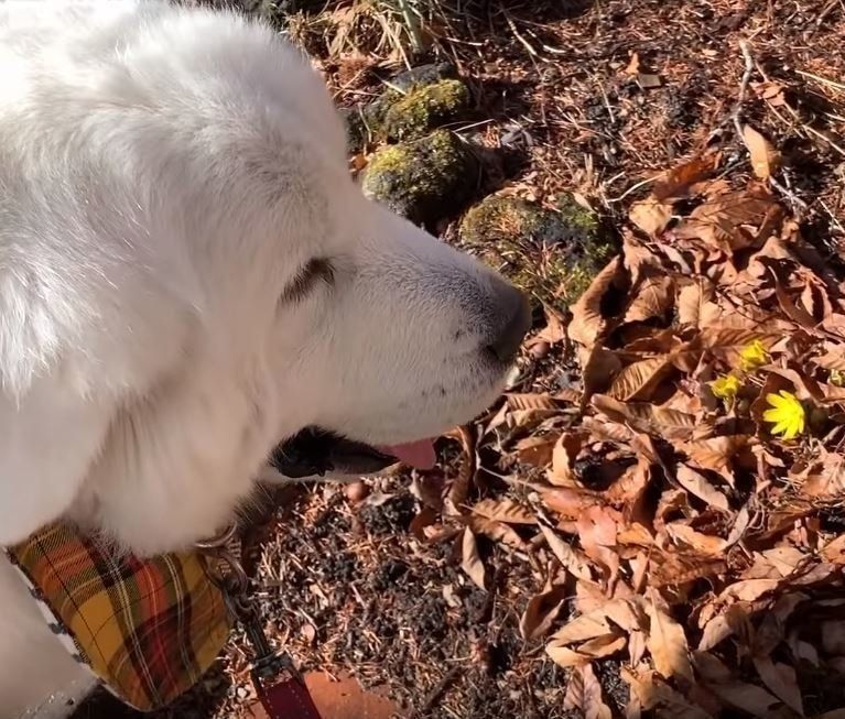 花を見るグレートピレニーズ
