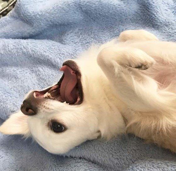 寝ながら口をあけているチワワ