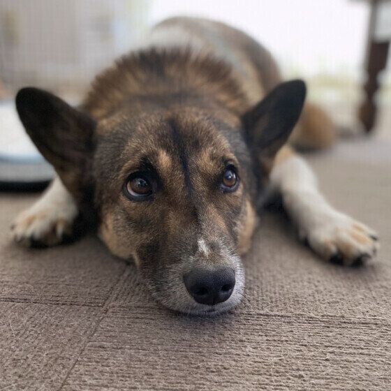 上目遣いで見つめるウニくん