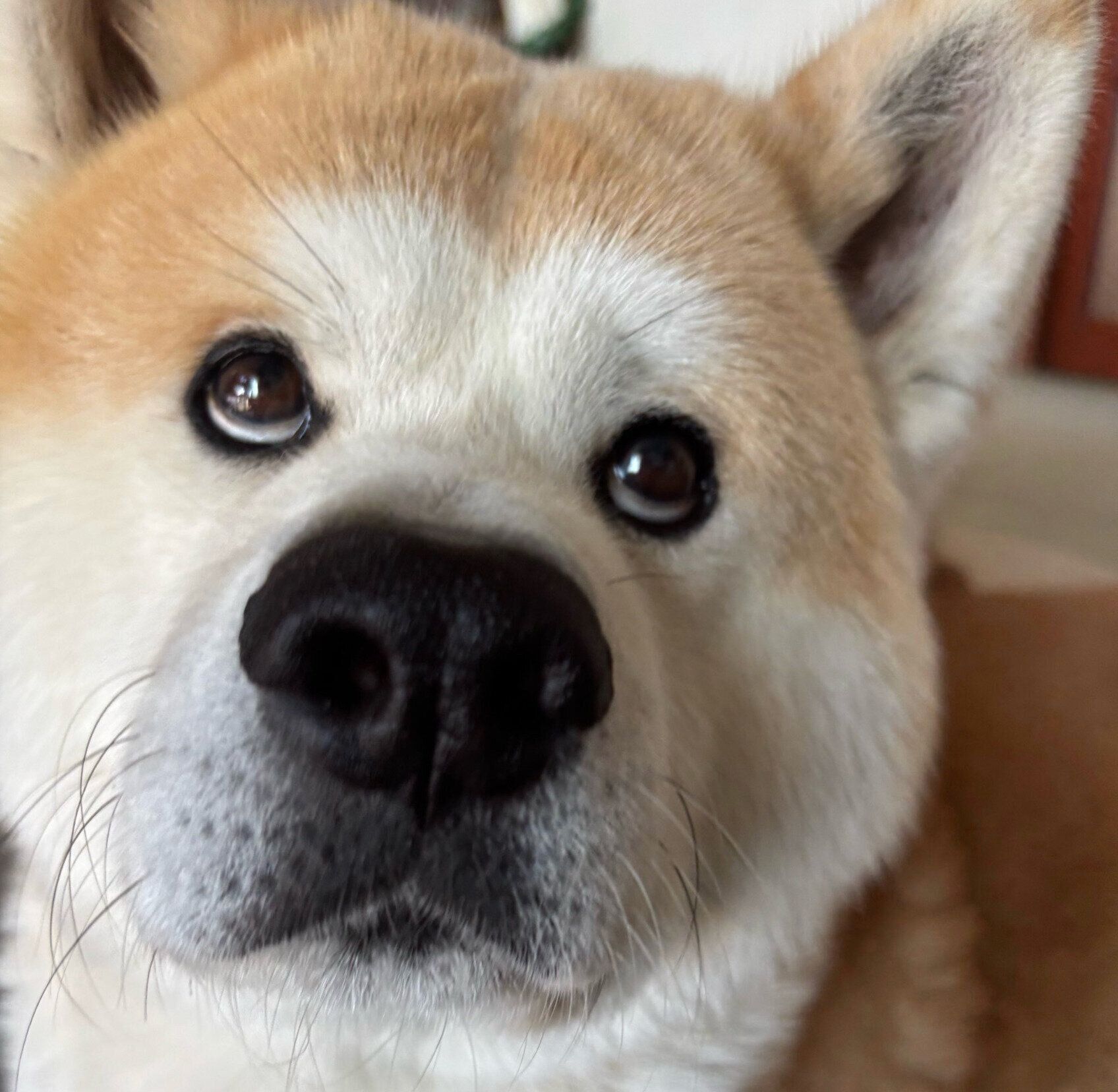 可愛い表情をするむう太くん