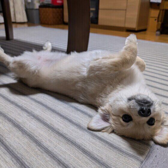 ヘソ天をする犬としない犬の違いは？ 犬がお腹をみせる理由 いぬのきもち