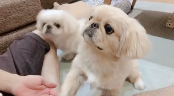 おやつタイムのペキニーズ