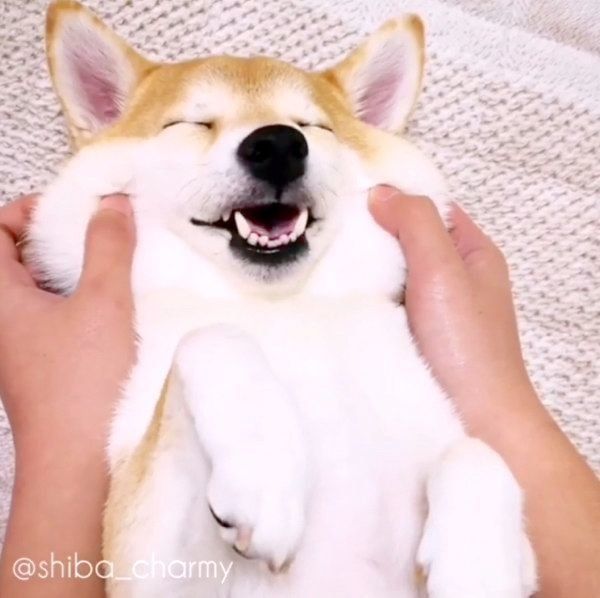 マッサージされるチャーミーちゃん