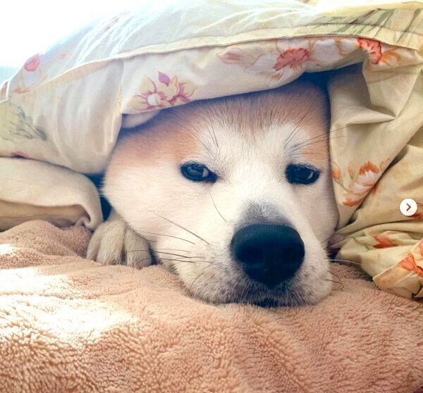 布団に包まるジロウちゃん