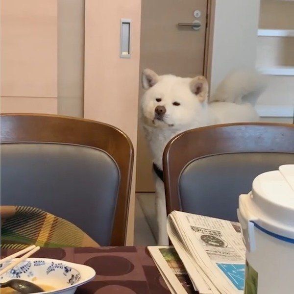 かまってほしい任三郎くん