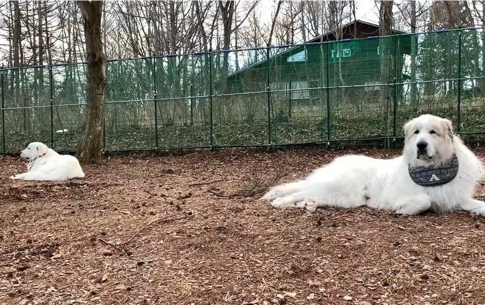 ルンルンとアラン