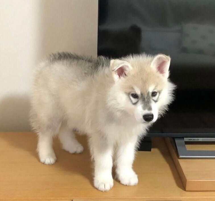 垂れ耳のころの風太くん