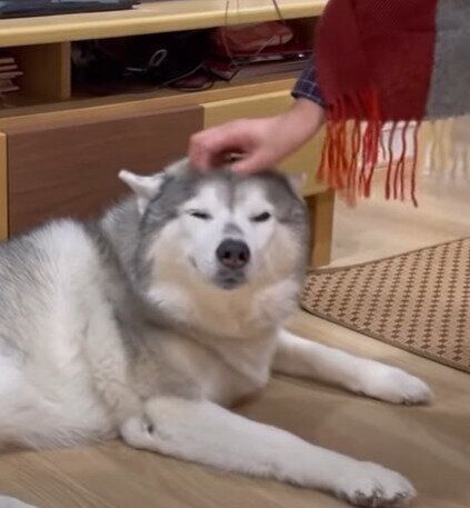 ナデナデされて嬉しそうな文太くん♪