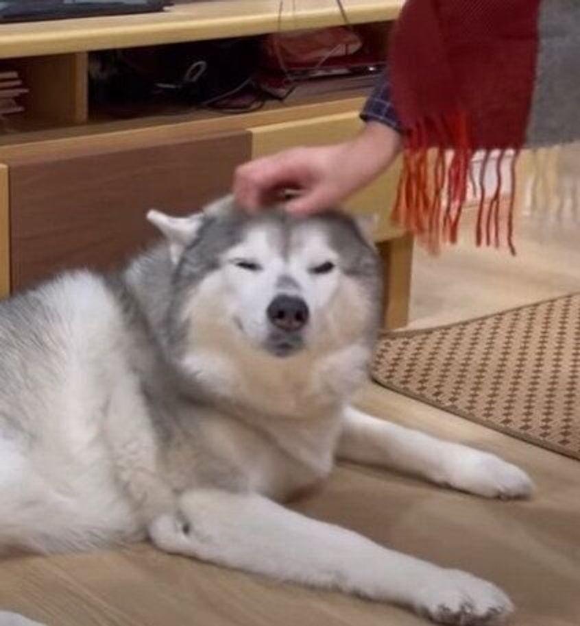 どんなに眠くても ママの帰宅に尻尾をブンブン振るハスキーが健気でかわいい いぬのきもちweb Magazine どんなに眠くても ママの帰宅に尻尾をブンブン振るハスキーが健気でかわいい いぬのきもちweb Magazine