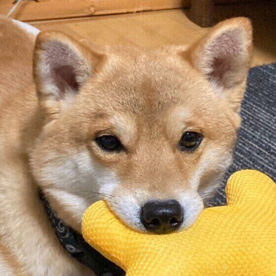 おもちゃで遊ぶ柴犬