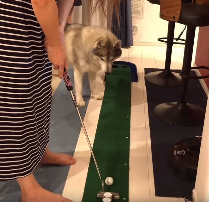 パターゴルフとシベリアン・ハスキー