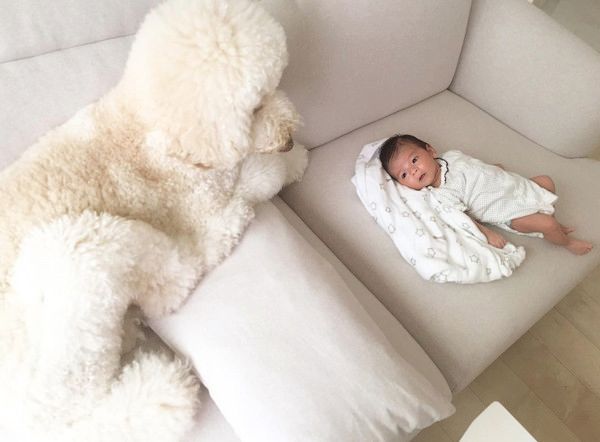 弟の成長を見守るスタンダード・プードル