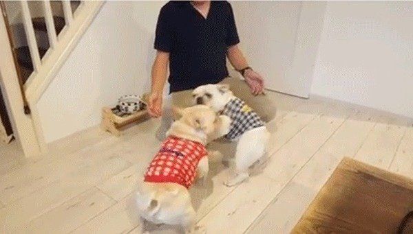 パパを取り合うフレンチ・ブルドッグ兄妹