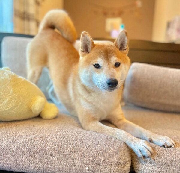 可愛いポーズをするこたろうくん