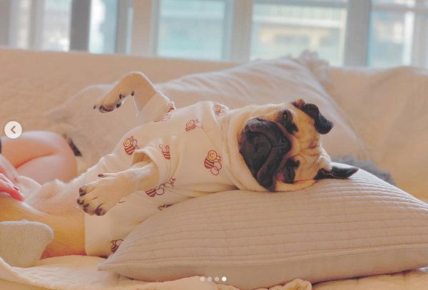 腹筋をするパグ