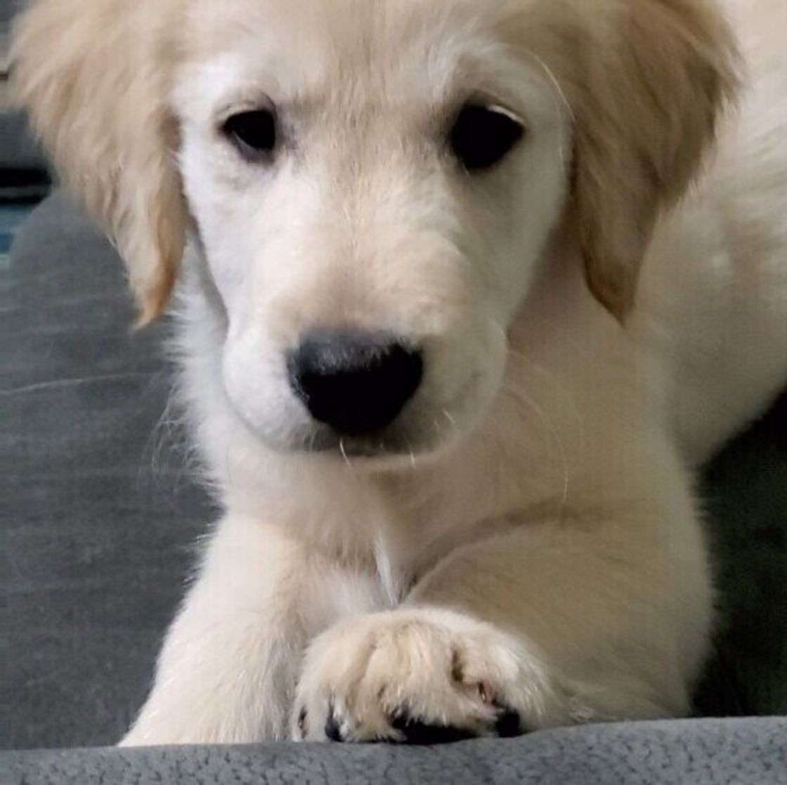 犬の爪切りの頻度とコツ 動画解説と最新便利グッズも いぬのきもちweb Magazine 犬の爪切りの頻度とコツ 動画解説と最新便利グッズも いぬのきもちweb Magazine