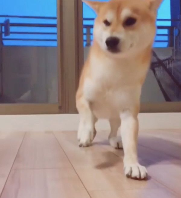 犬の背後に忍び寄る猫