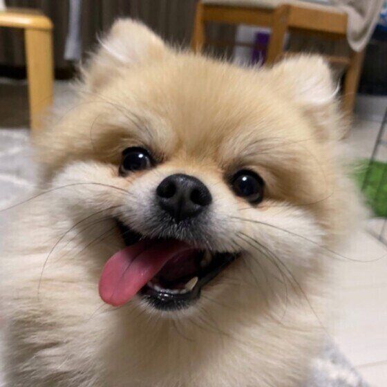 自宅で簡単にできる愛犬の健康チェックポイント いぬのきもち