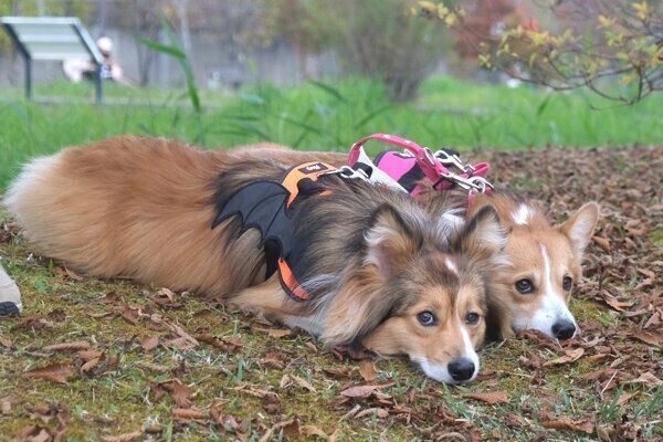 フセをするせこむちゃんとうりちゃん